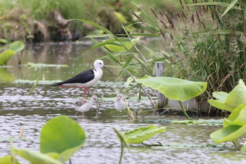 Wall Mural - Black-winged Stilt (Himantopus himantopus) family in Japan