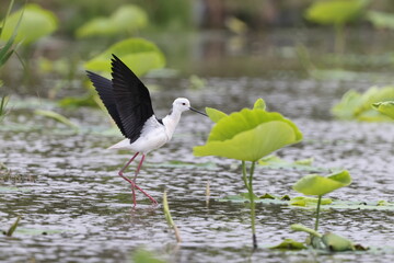 Wall Mural - Black-winged Stilt (Himantopus himantopus) family in Japan