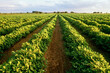 © abc foto - Rows of groundnut crops in field in Gujarat, India