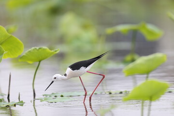 Wall Mural - Black-winged Stilt (Himantopus himantopus) family in Japan