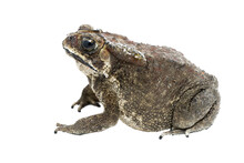 Oak Toad (Anaxyrus Quercicus) Isolated On White Background