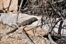 Whiptail Lizard In Desert