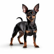 © mariof - toy terrier dog isolated on white background , ai generative