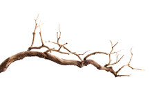 Dry Tree Branch Isolated On White Background. Broken Branches Isolated On White Background. Generative AI.
