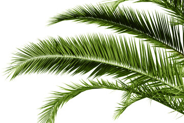palm leaf isolated on transparent background. palm tree branch for design.
