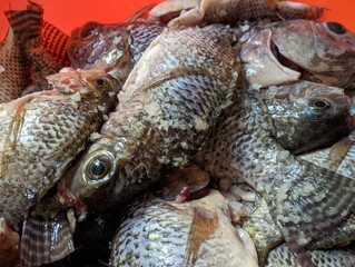 Tilapia. Freshwater Fish. In Indonesia also known as Ikan Nila or Mujair. Farmed Fish. Tribe Tilapiine cichlid.