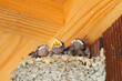 Swallows' nests in early summer, chicks begging for food fed by their parents.
