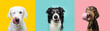 Banner hungry funny puppy dogs eating and licking its lips with tongue on summer or spring season. Portrait collection