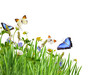 Green grass and wild flowers with colorful butterflies in a corner arrangement isolated on white or transparent background