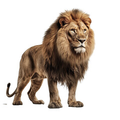 a lion isolated on a transparent png white background