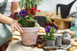 Gardener planting with flower pots tools. Woman hand planting flowers petunia in the summer garden at home, outdoor. The concept of gardening and flowers.
