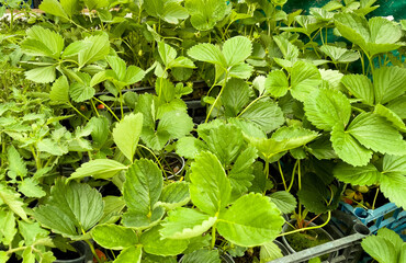 Strawberry seedlings in cups at the market.