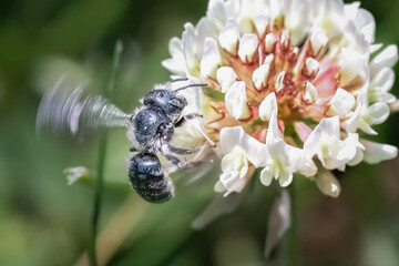 Wall Mural - A tiny metallic blue Osmia Mason Bee pollinating a white clover flower while in flight. Long Island, New York, USA