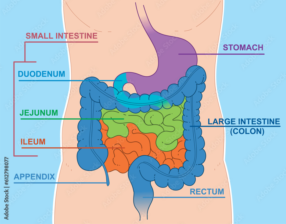 Schematic representation of the digestive system:  large intenstine (colon), stomach, appendix, rectum. And small intestine include the duodenum, jejunum, and ileum.  Vector illustration.