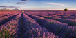 Sunset on the lavender fields in Provence. Panoramic view of Valensole Plateau in the Alpes-de-Haute-Provence. France