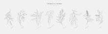 Vector Hand Drawn Cosmetic Herbs Set. Vintage Trendy Botanical Elements. Hand Drawn Line Leaves Branches And Blooming. Vector Trendy