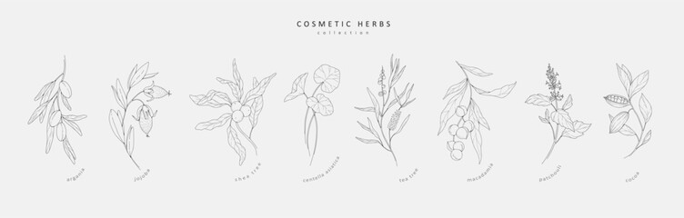 Wall Mural - Vector hand drawn cosmetic herbs set. Vintage trendy botanical elements. Hand drawn line leaves branches and blooming. Vector trendy