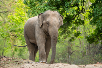 Wall Mural - wild aggressive asian elephant or Elephas maximus indicus roadblock walking head on in summer season and natural green scenic background safari at bandhavgarh national park forest madhya pradesh india