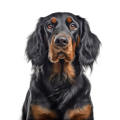 Wall Mural - gordon setter portrait, isolated on a white background, ai generative