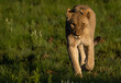 lioness walking though the grass towards viewer