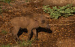 Baby warthog walking