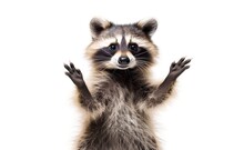 Cheerful Raccoon On A White Background. Generative AI.