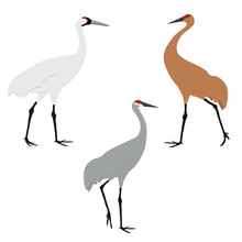 Set Of Gruidae Bird. Sandhill Crane (Antigone Canadensis), Whooping Crane (Grus Americana). Large And Tall Birds Of Of North America. Isolated On White Background. Vector Illustration.