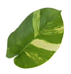 Wall Mural - Spotted betel leaf on transparent background