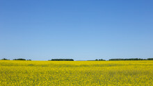Rapeseed Field In Spring, Yellow Flowers Under A Clear And Blue Sky