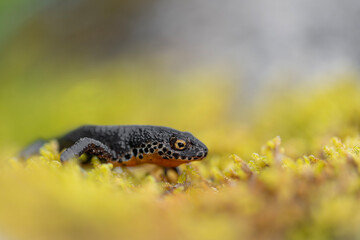 Wall Mural - Wrapped by lichens, the Alpine newt male (Ichthyosaura alpestris)