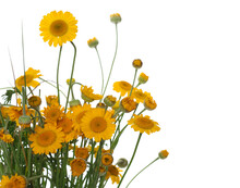 Bouquet Of Yellow Field Flowers Isolated On White, Clipping