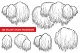 Fototapeta Kosmos - Set with outline Lion's mane mushroom or Hericium erinaceus in black isolated on white background.