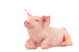 Fototapeta Zwierzęta - Happy young pig isolated on white background. Funny animals emotions.