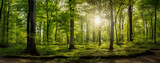 Fototapeta  - Beech forest panorama and the sun, with bright rays of light beautifully shining through the trees. Generative AI