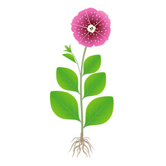 Wall Mural - Petunia plant with roots on a white background.