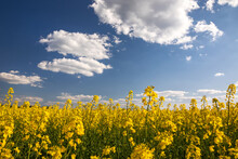 Yellow Rapeseed Field In The Field And Picturesque Sky With White Clouds. Blooming Yellow Canola Flower Meadows. Rapeseed Crop In Ukraine.