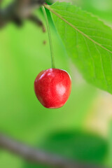 Wall Mural - Red cherry in summer garden