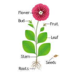 Wall Mural - Parts of petunia plant on a white background.