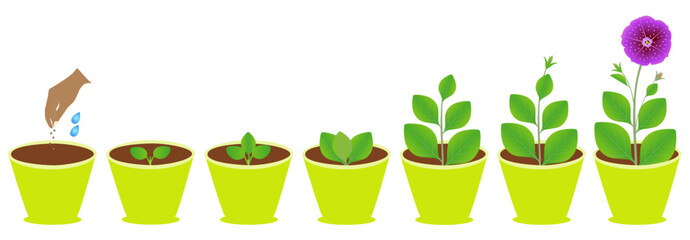 Canvas Print - Growth cycle of petunia in a pot on a white background.