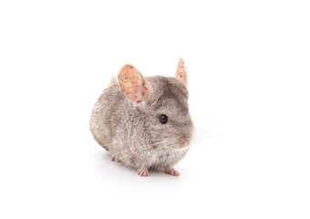 Canvas Print - One brown chinchilla.