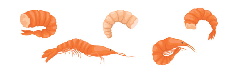 Wall Mural - Shrimp or Prawns Raw and Cooked Delicious Seafood Vector Set