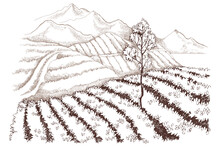 Tea Plantation Landscape In Graphic Style