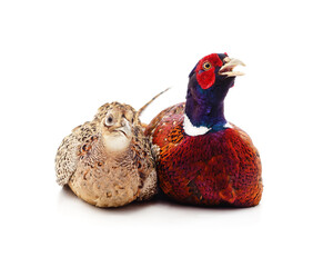 Poster - A pair of adult pheasants.