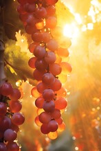 Grapes On Vine Embraced By Golden Sunlight
