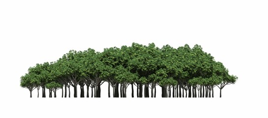 Wall Mural - group of trees isolated on a white background, big trees in the forest, 3D illustration, cg render