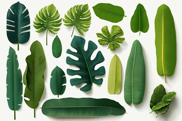 Sticker - A collection of lonely tropical banana leaves. Design illustration for wallpaper and textile print. On a white backdrop, exotic foliage. Generative AI