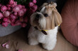shih tzu puppy with rose
