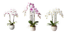 Collection Of Flowering Orchids In Various Pots Isolated On A Transparent Background