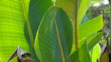 Broad Palm Leaves In Sunny Park. A Tropical Park With Juicy Green Banana Trees In The Sun Light In Summer.