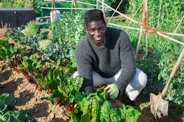 Sticker - African man farmer with shovel caring for beets in his garden